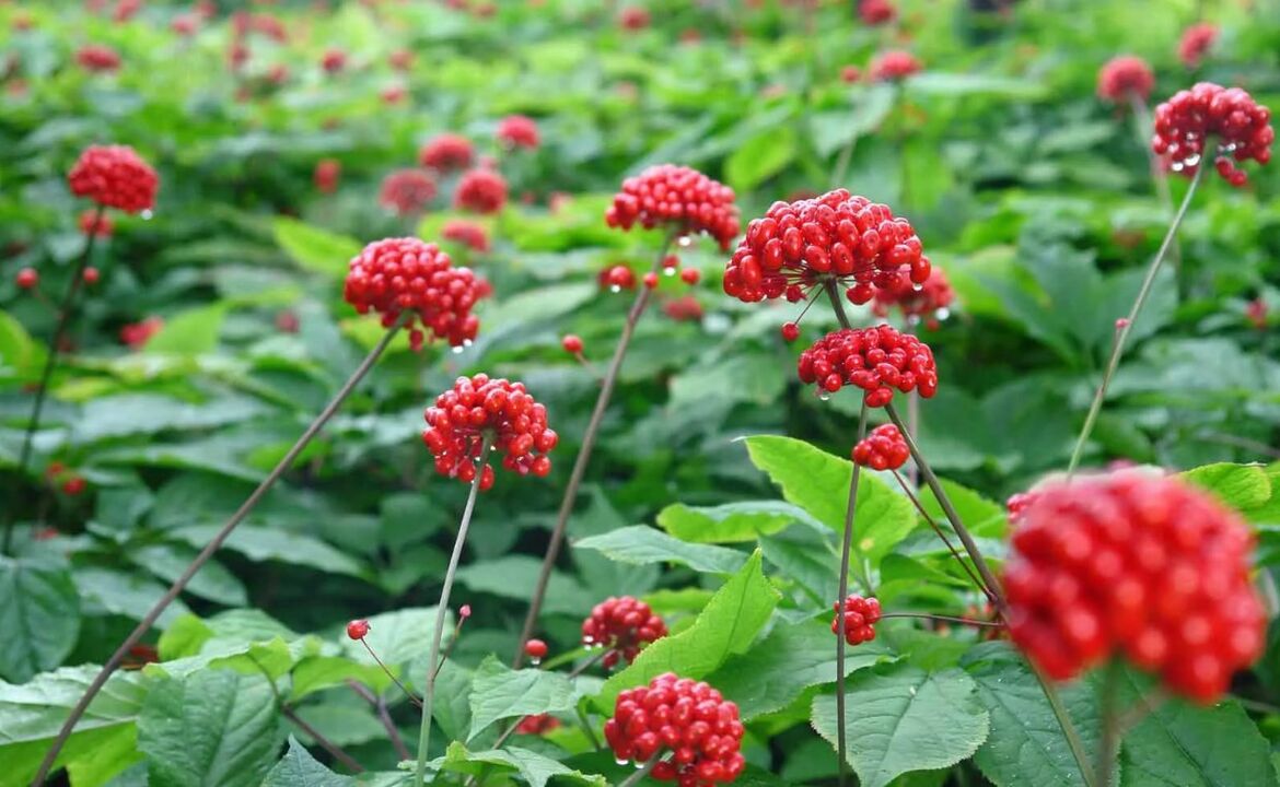 Ginseng ajudará a eliminar a inflamação na prostatite